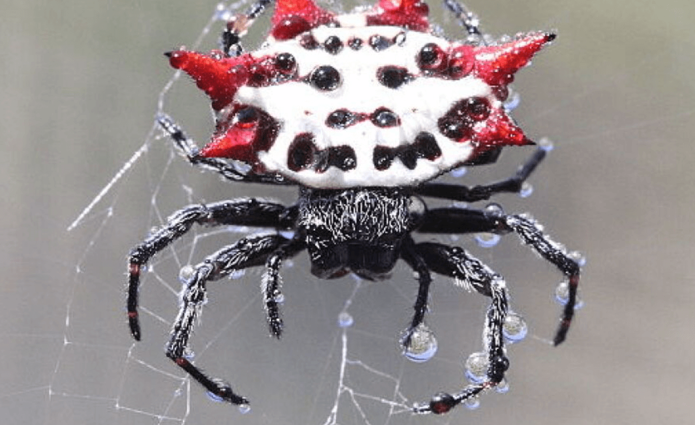 White and red Spiny Orb-Weaver spider in wheel-shaped web showing characteristic spiny back